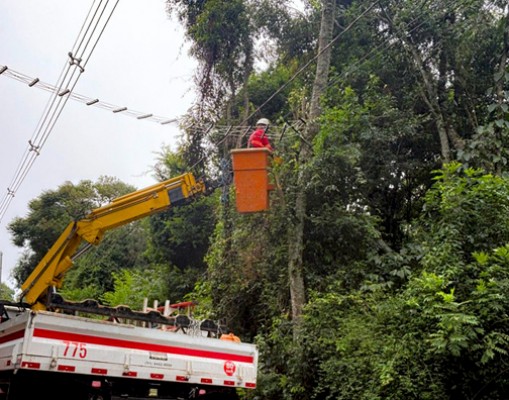 Fauna local recebe cuidado especial em modernização de rede elétrica